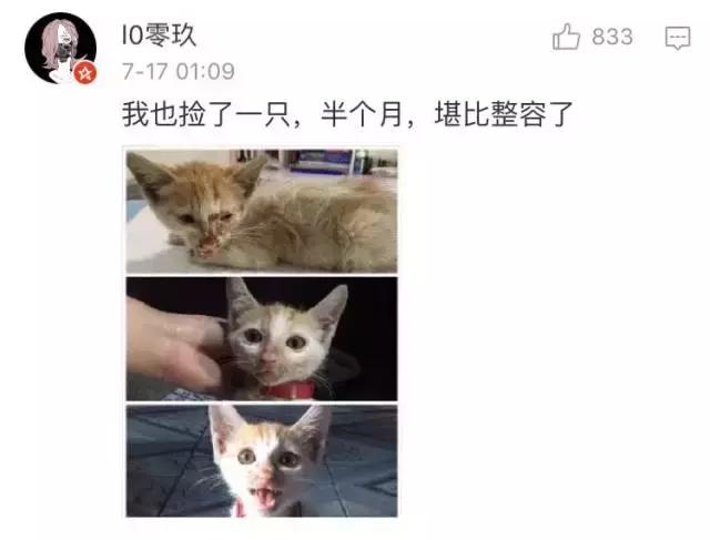 给流浪猫割双眼皮,成都流浪猫手术