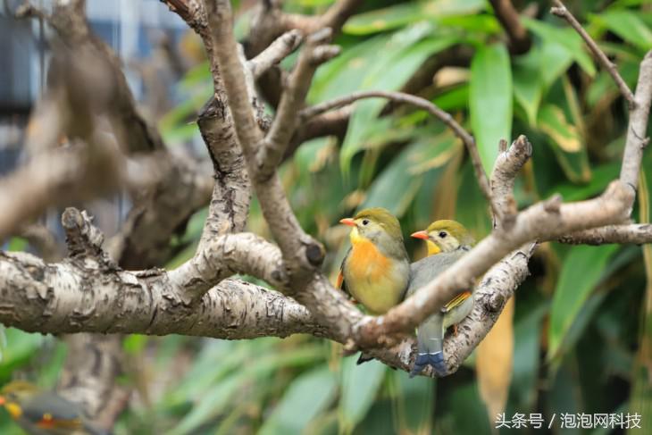 佳能6dmark2是哪个级别的,佳能6d高感能到多少