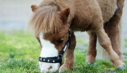 什么宠物最可爱又好养,你见过什么小宠物