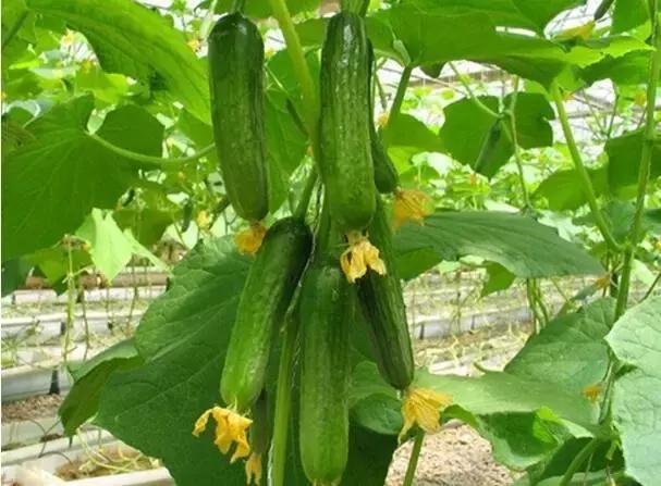 分析蔬菜行情有技巧，有些要看换茬，有些要看换地（附广州江南0725菜价）