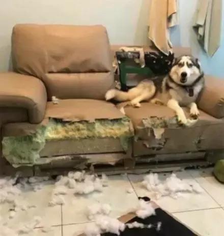 网购时商家送了个小面膜,没想这么小,给猫试了下,结果……