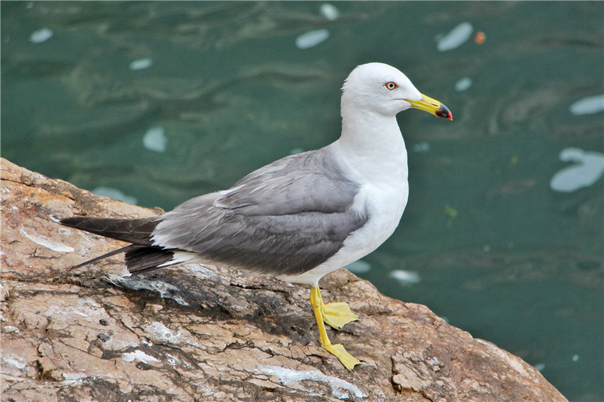 探海外仙境海驴岛,寻找海鸥王国的故事