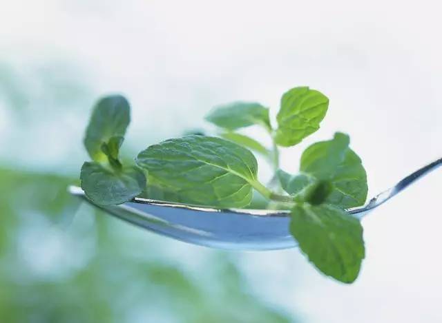 夏季37度高温薄荷如何养,薄荷是夏天的植物