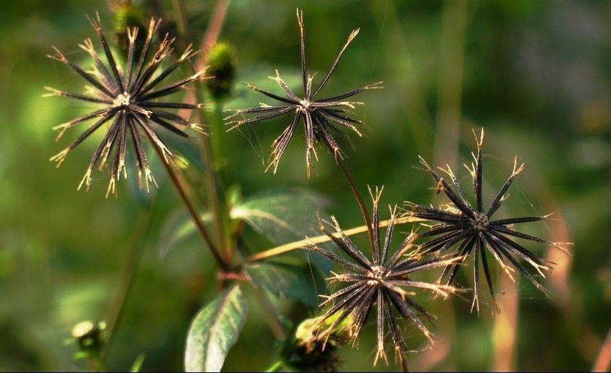 农村常见的中草药功效解说,常见中草药的功效与作用
