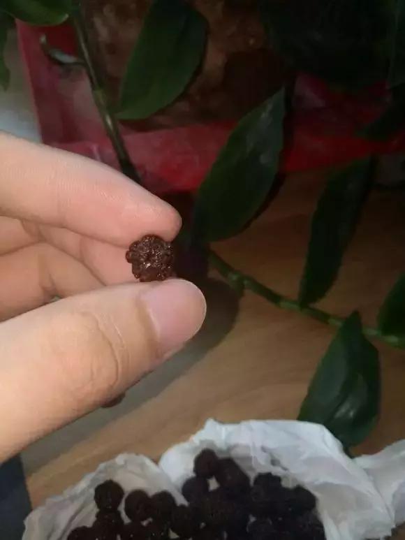 最近直播金刚菩提,金刚菩提水煮变色