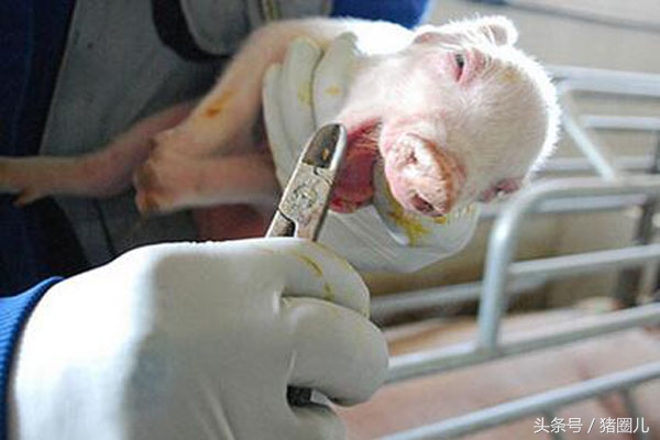 正常接产的操作步骤和注意事项,正常产接产流程