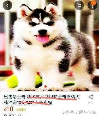 网友在淘宝网上10元买了一只哈士奇，收到货之后大跌眼镜！