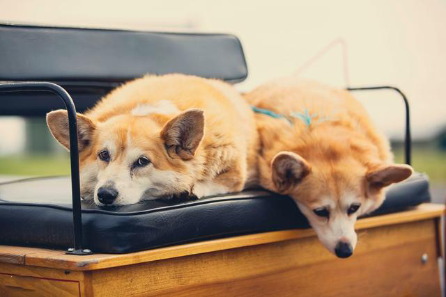 狗狗做绝育有啥并发症,狗狗绝育和猫咪绝育哪个好