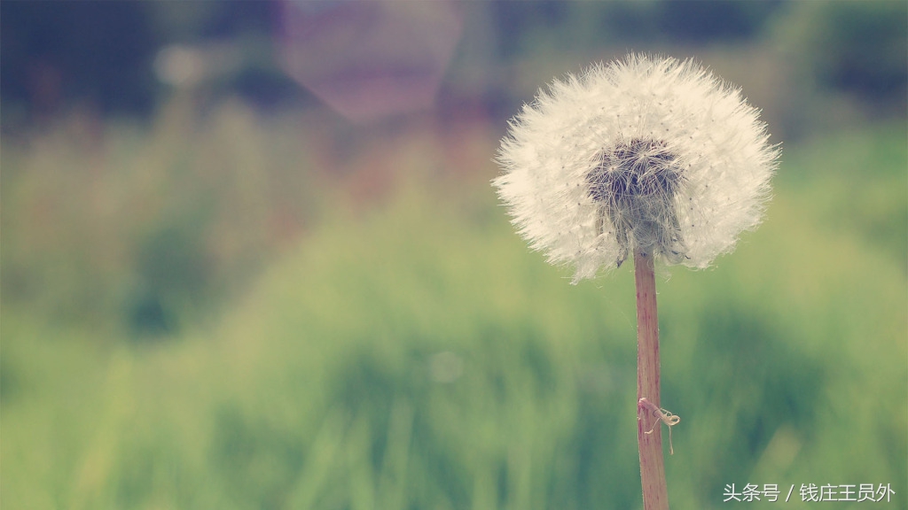 网页上的flash怎么不显示,flash为什么加载不出网页