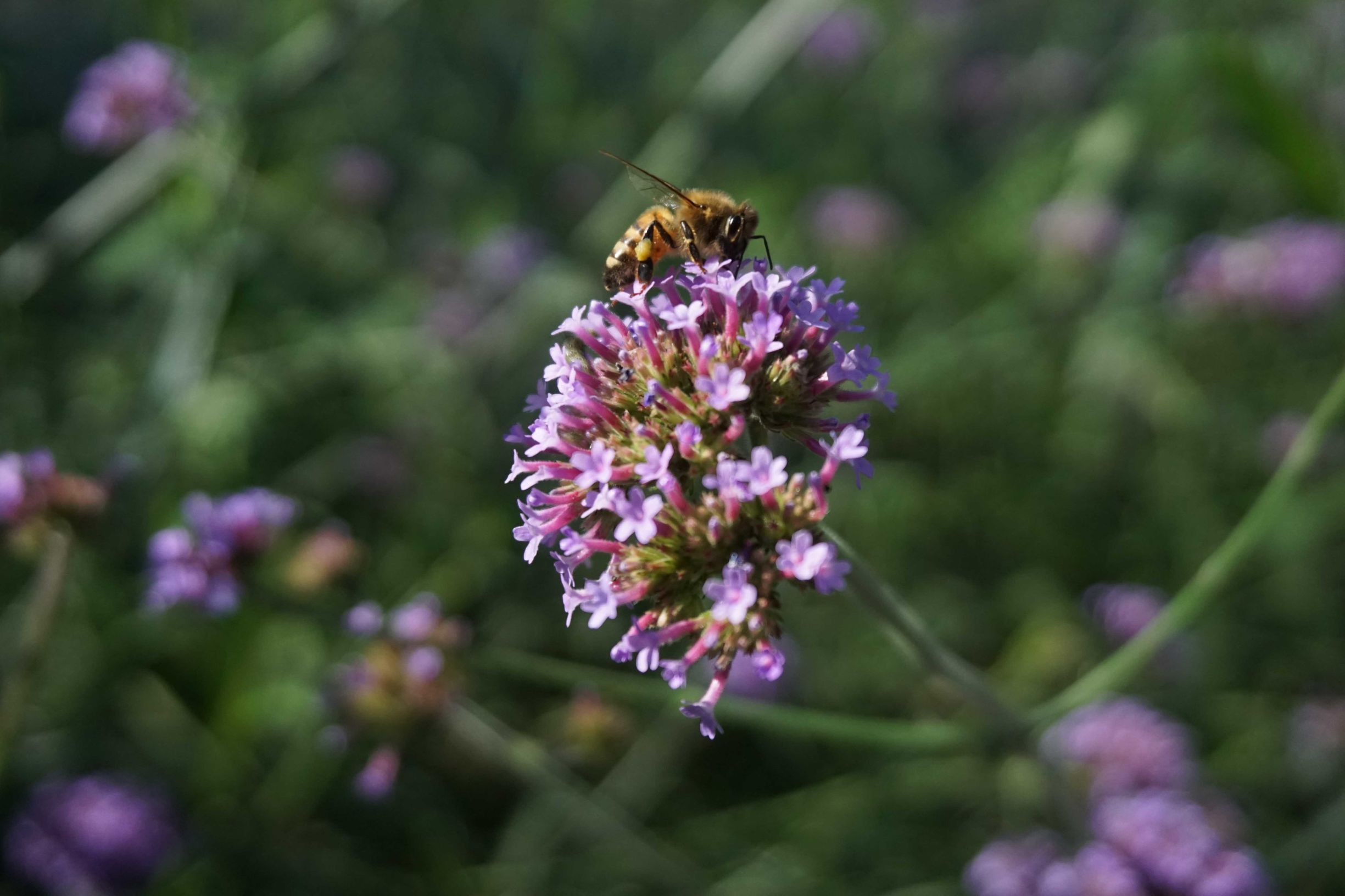 小微单入门,索尼a5100和佳能m10对比