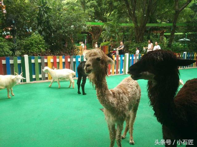 长隆野生动物园在哪,长隆野生动物园表演