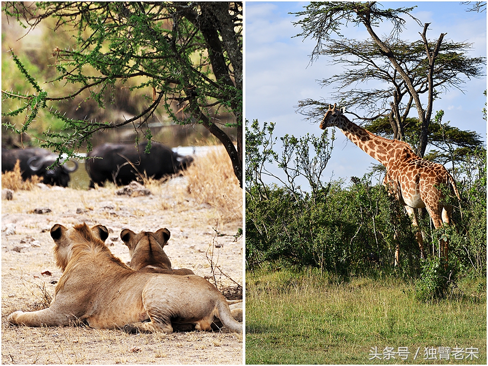 非洲马赛人有多厉害狮子都被吓跑,马赛人手拿一支长矛单挑一头狮子