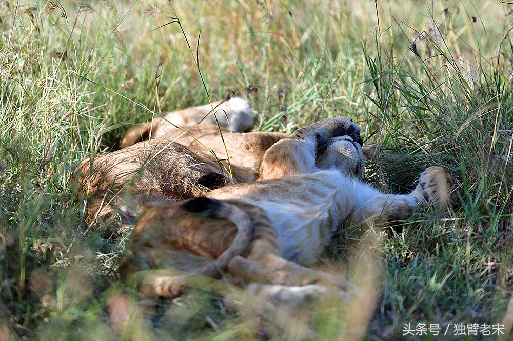 肯尼亚大草原狮子为什么不攻击人,肯尼亚非洲大草原雄狮大战犀牛