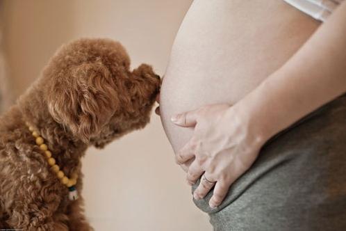 备孕可养狗狗吗,想备孕能养狗狗吗