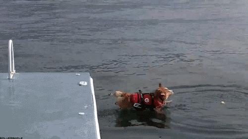 狗狗胖了和猫胖了的区别,怎么判断狗狗肥不肥