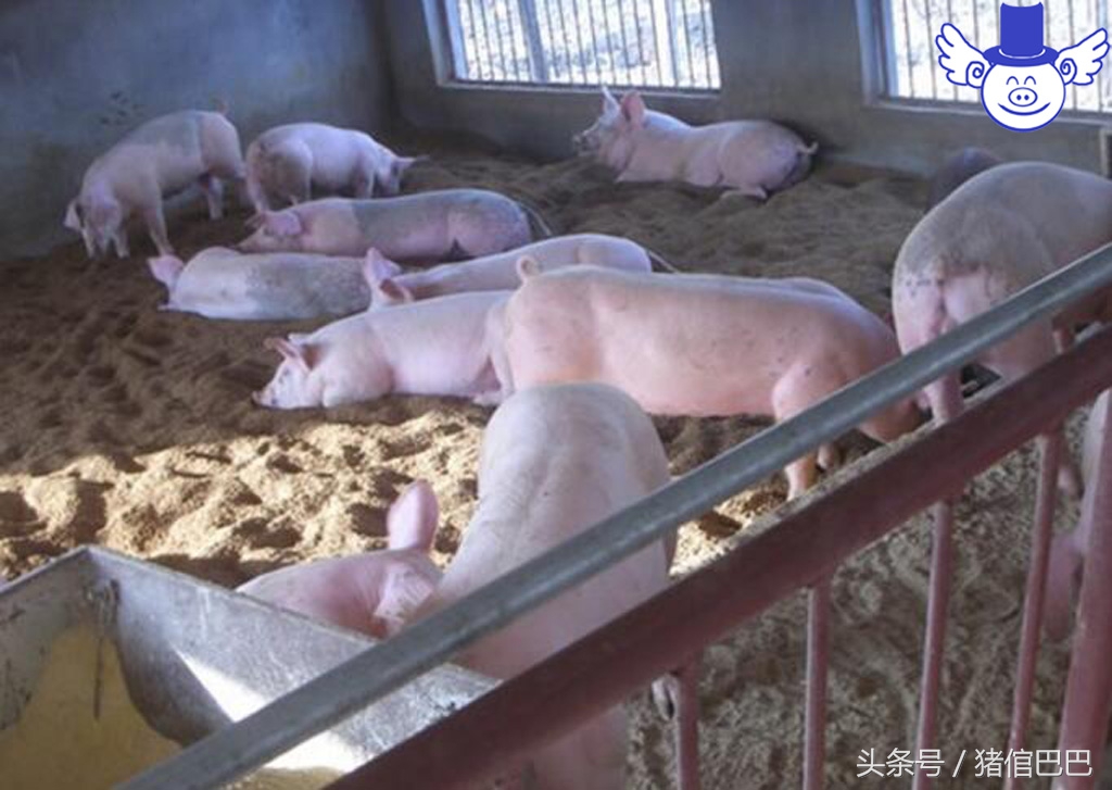 生姜对治疗猪拉稀有哪些功效,治腹泻有奇效