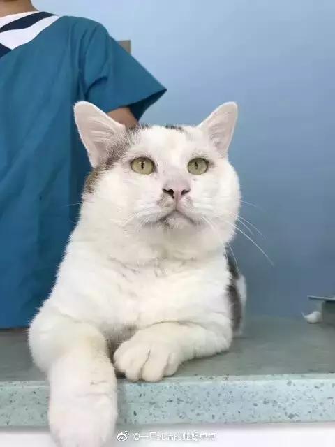 成都流浪猫割双眼皮后的图片,给流浪猫割双眼皮