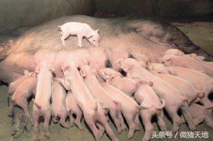 农民学养猪，母猪分娩前110-115天的症状（基础养猪学）