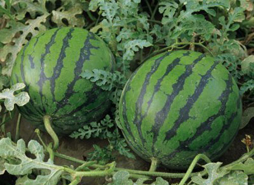 如何判断假货最简单的方法 (怎样鉴别买到的东西是不是假货)