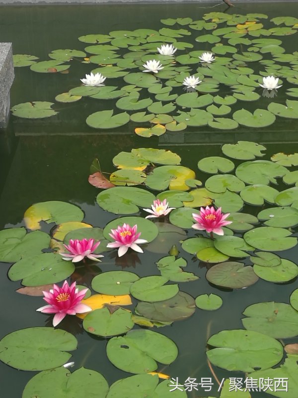 陕西陈家湾景区,陕西黄河湾风景