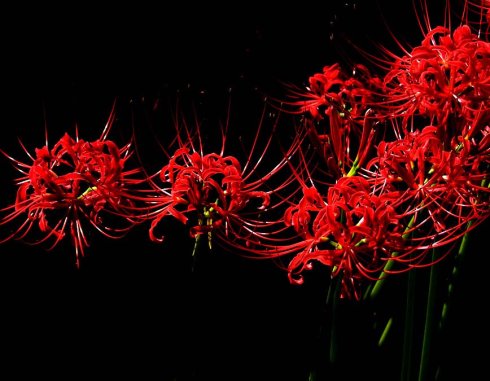 各种常见的花语,一些花的花语