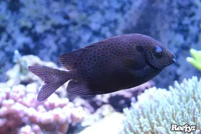 天啊，又是火灾又是炸缸，这可能是最倒霉的鱼友了！