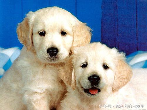 狗狗到底能不能吃蛋糕,狗狗为什么不能喂食鸡蛋