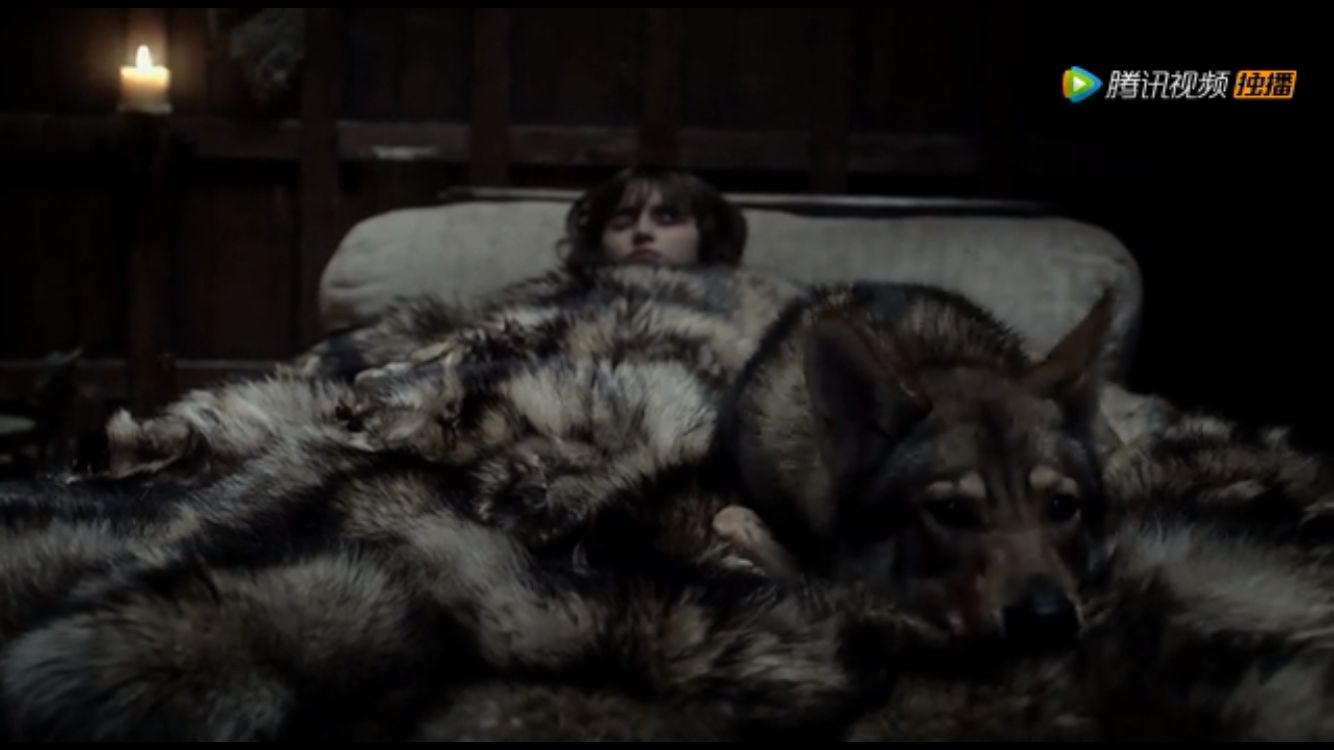 权力的游戏冰原狼是什么品种,权力的游戏史塔克一家都怎么死的