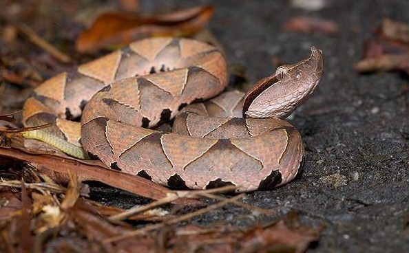 干货满满，在深山里面被毒蛇咬了怎么自救