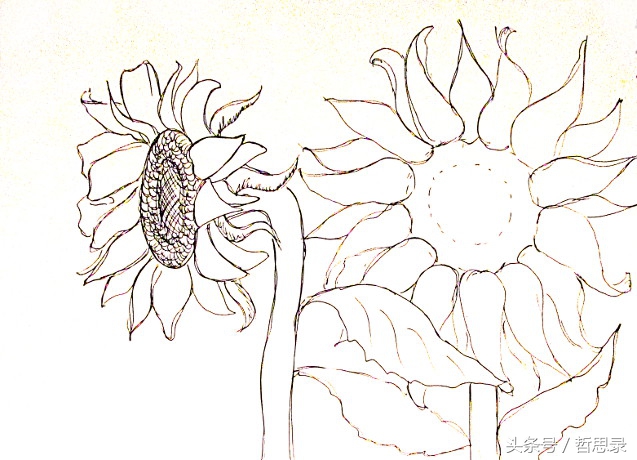 初学者画向日葵的详细教程,向日葵绘画教程简单易学