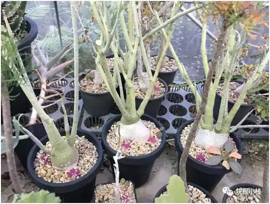 泰国多肉展会,仙人掌与多肉植物新品集粹