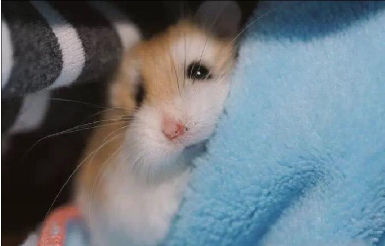 惊喜日三：跟着养仓鼠大神-南山有怪兽，来一起看看高清镜头下仓鼠的小世界是什么样的~