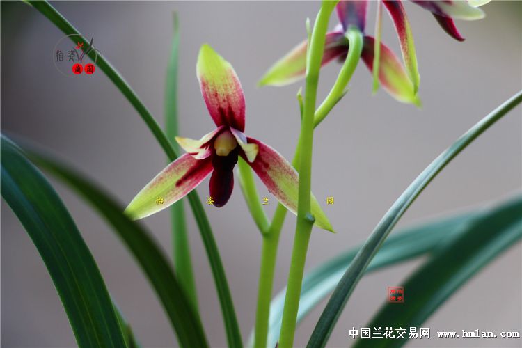 精美四季兰赤诚峨眉晨光花开2017！请欣赏！