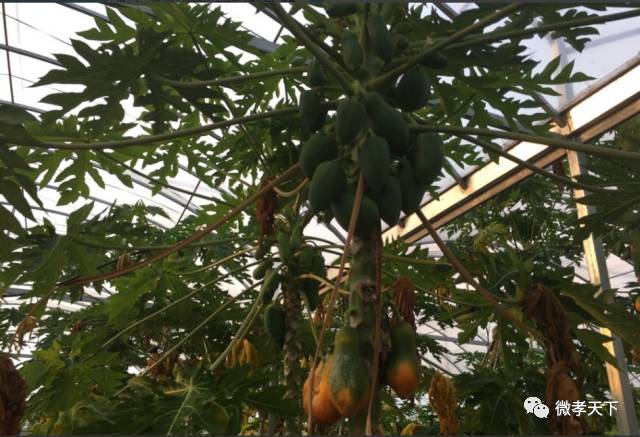 全国网络媒体孝感行：跟着媒体大咖们继续前进，原来咱们孝感的县市区也发展的如此迅速！