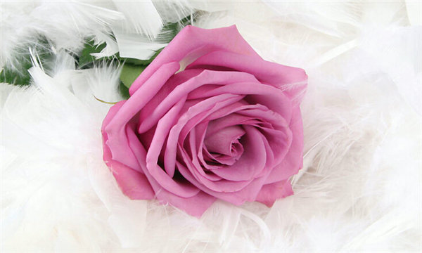 各种常见的花语,一些花的花语