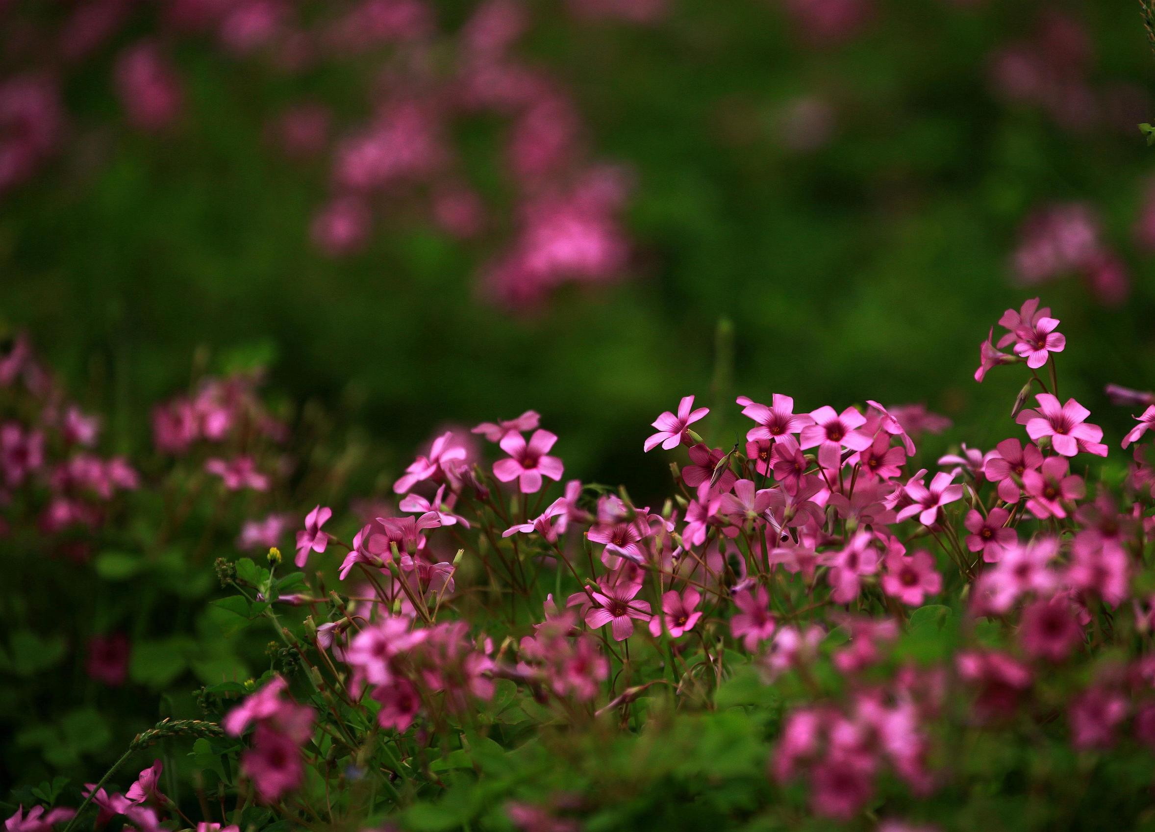 各种常见的花语,一些花的花语