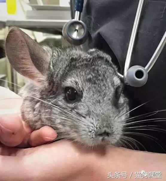 养龙猫安全吗,养龙猫最怕夏天热死吗