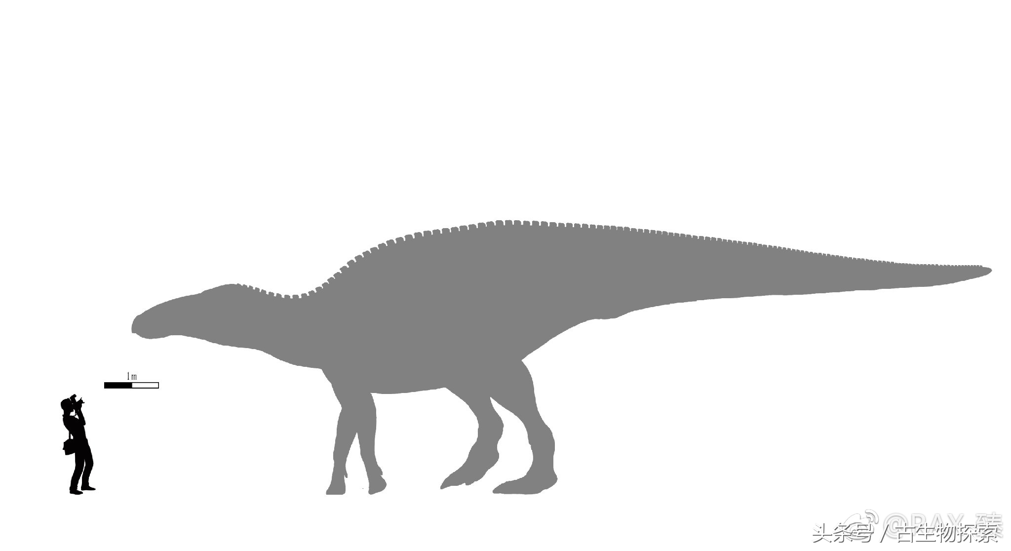 白垩纪的五大暴龙,白垩纪霸王龙是最强吗