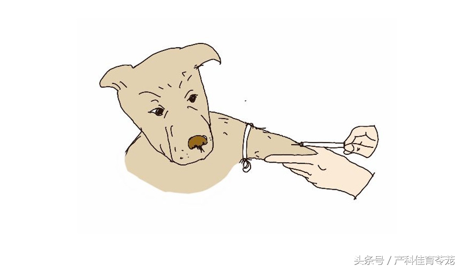 怀孕以后还能养狗吗,怀孕以后还能养狗呗