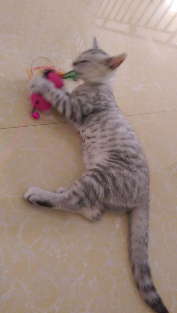 去宠物市场，1200买下只英短猫，喂养两月后，我们的噩梦开始了！