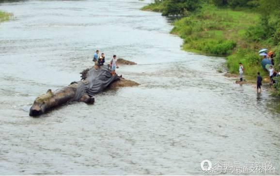 农民自家地里发现天价乌木,河道发现天价乌木