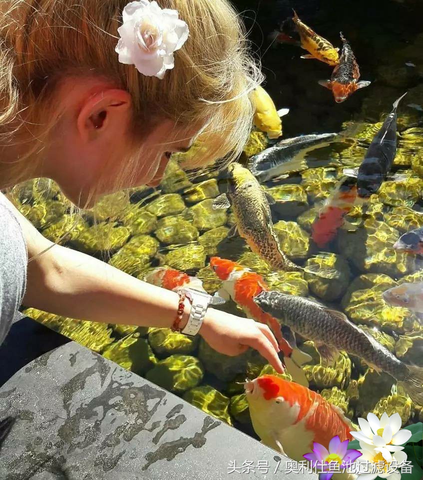 不会撩妹的锦鲤，不是一条好锦鲤！