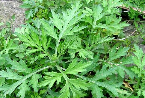 三伏天每晚用艾叶泡脚,每晚用艾叶泡脚2年的变化