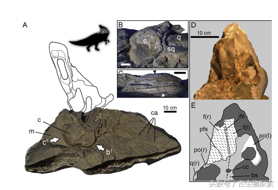 白垩纪的五大暴龙,白垩纪霸王龙是最强吗