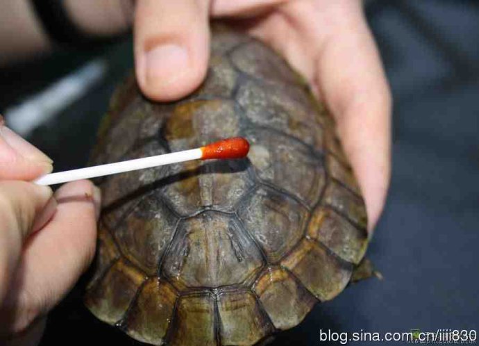 乌龟烂甲怎么治,乌龟常见疾病哪个最严重
