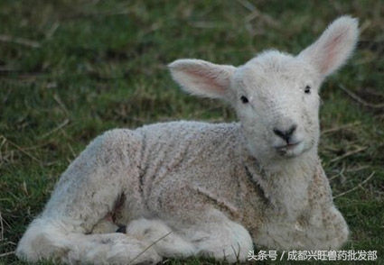 羔羊软瘫怎么治,羔羊瘫痪症的原因及护理方法