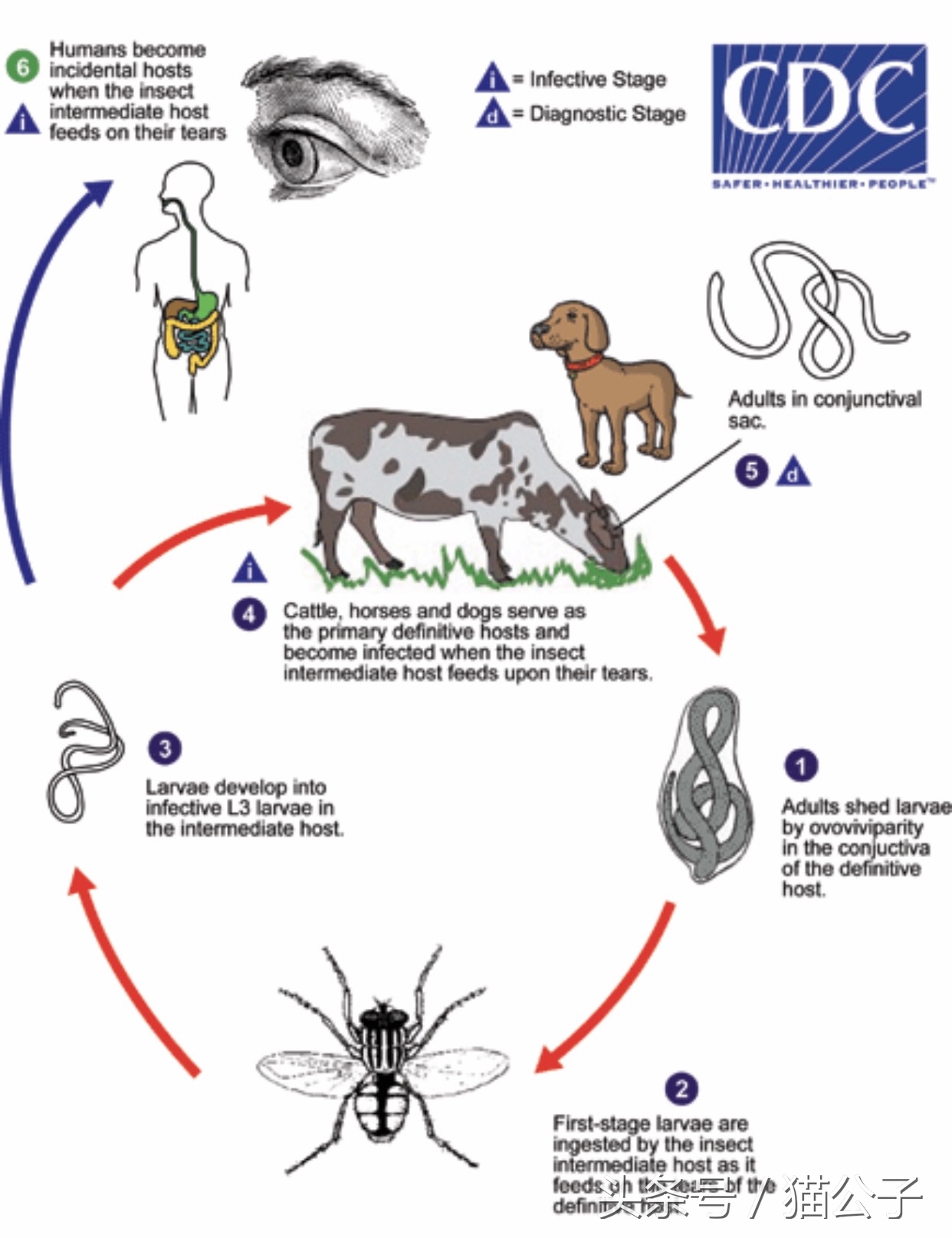 养猫会导致人得脑膜炎吗,养猫会让人得脑瘤吗