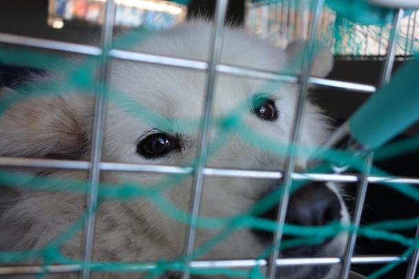 流浪猫志愿者实践活动,做志愿者的活动纪实