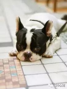 人见人爱的狗叫什么名字,人见人爱的田园犬