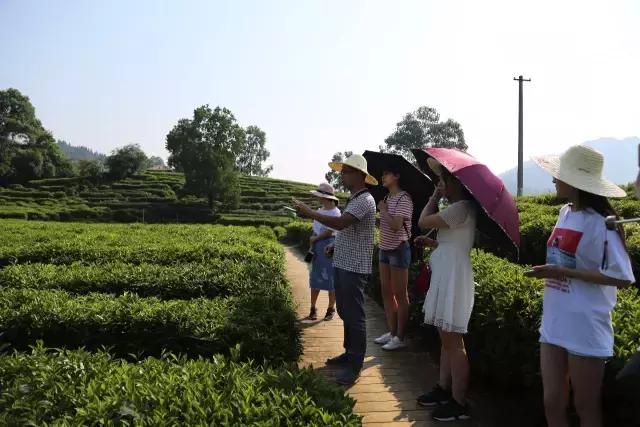 小产区祥源茶,小产区祥源茶礼盒